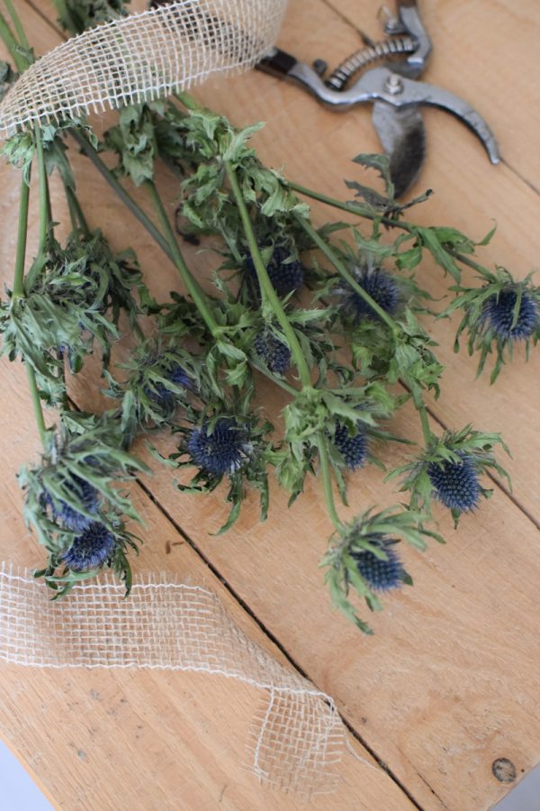 Distel blau. Blaue Disteln getrocknet im Bund. Trockenblumen im Mrs Greenery Shop bestellen kaufen