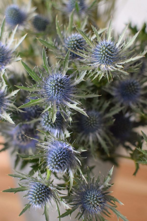 Disteln Orion Qstar blau: Deko mit Naturmaterial frisch und getrocknet Naturdeko Kreativsein Basteln Dekoidee