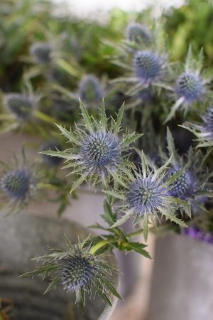 Disteln Orion Qstar blau: Deko mit Naturmaterial frisch und getrocknet Naturdeko Kreativsein Basteln Dekoidee