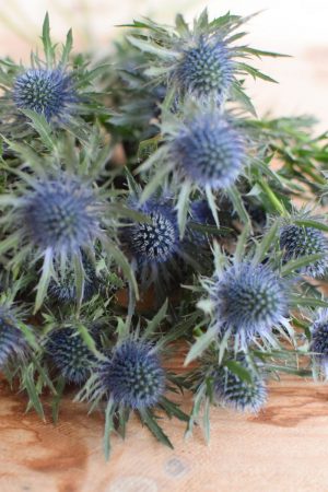 Disteln Orion Qstar blau: Deko mit Naturmaterial frisch und getrocknet Naturdeko Kreativsein Basteln Dekoidee