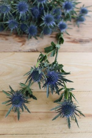 Disteln Orion Qstar blau: Deko mit Naturmaterial frisch und getrocknet Naturdeko Kreativsein Basteln Dekoidee