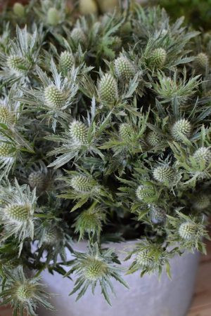 Disteln Sirius Questar grün: Deko mit Naturmaterial frisch und getrocknet Naturdeko Kreativsein Basteln Dekoidee