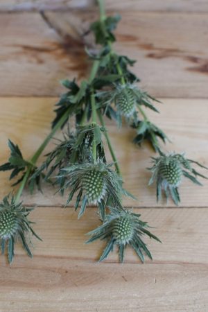 Disteln Sirius Questar grün: Deko mit Naturmaterial frisch und getrocknet Naturdeko Kreativsein Basteln Dekoidee