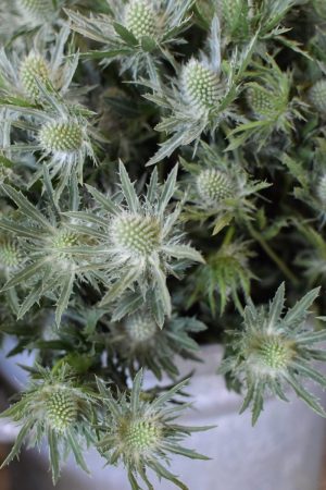 Disteln Sirius Questar grün: Deko mit Naturmaterial frisch und getrocknet Naturdeko Kreativsein Basteln Dekoidee