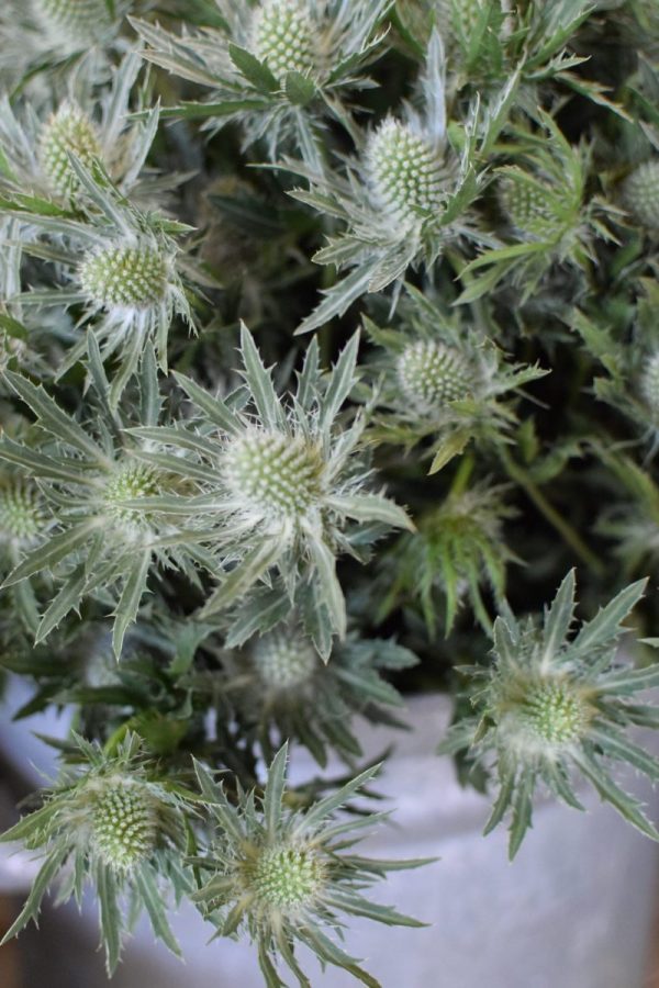Disteln Sirius Questar grün: Deko mit Naturmaterial frisch und getrocknet Naturdeko Kreativsein Basteln Dekoidee