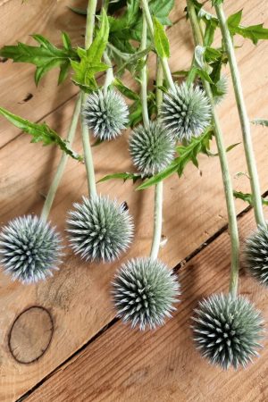 Frische Kugeldistel für deine Naturdekoideen. Distel rund im Mrs Greenery Shop bestellen kaufen