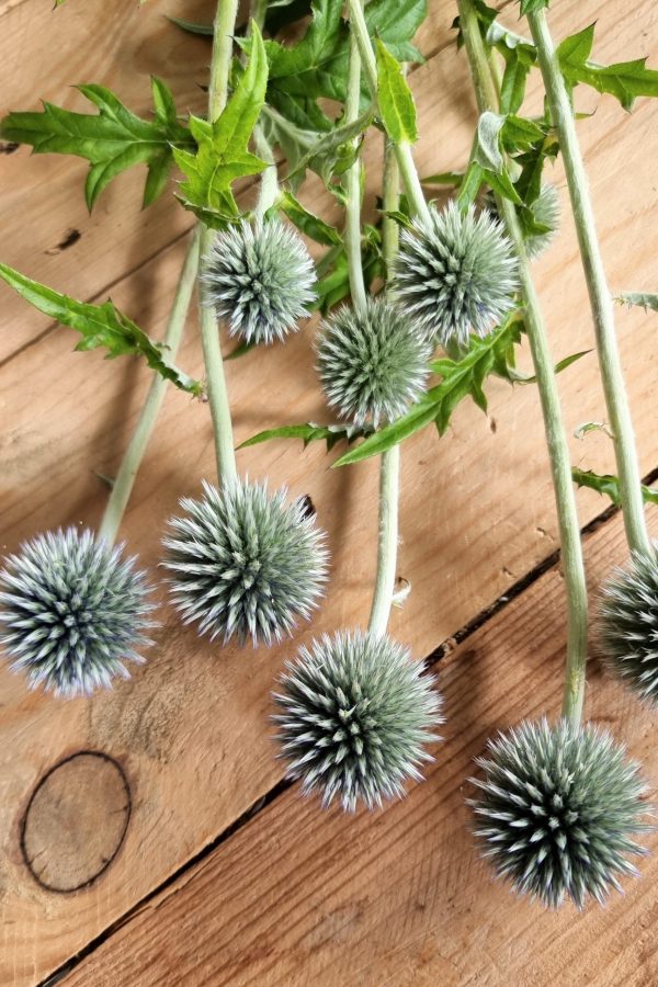 Frische Kugeldistel für deine Naturdekoideen. Distel rund im Mrs Greenery Shop bestellen kaufen