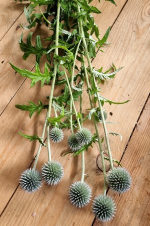 Frische Kugeldistel für deine Naturdekoideen. Distel rund im Mrs Greenery Shop bestellen kaufen