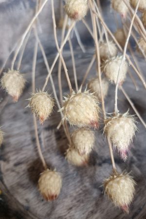 Erdbeerdistel getrocknet Distel Trockenblumen kreativsein und basteln. Im Mrs Greenery Shop bestellen kaufen