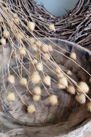 Erdbeerdistel getrocknet Distel Trockenblumen kreativsein und basteln. Im Mrs Greenery Shop bestellen kaufen
