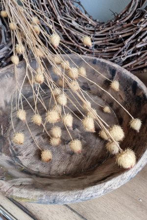 Erdbeerdistel getrocknet Distel Trockenblumen kreativsein und basteln. Im Mrs Greenery Shop bestellen kaufen