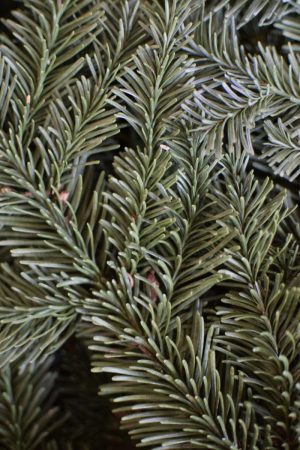 deltanne Tanne Wintergruen Bund Tannengruen Kranz Kränze binden Weihnachtsgrün Deko
