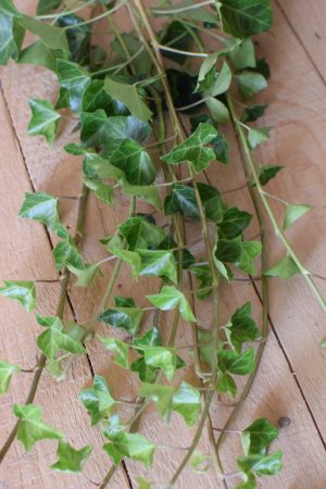 Efeu im Bund frisch. Greenery Kranzbinden im Mrs Greenery Shop bestellen kaufen