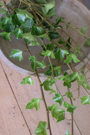Efeu im Bund frisch. Greenery Kranzbinden im Mrs Greenery Shop bestellen kaufen
