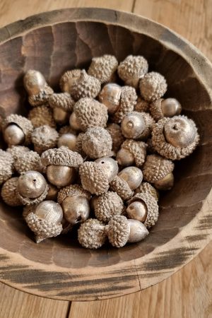Eicheln echt Natur in gold gefärbt Herbstdeko Naturdeko im Mrs Greenery Shop bestellen kaufen