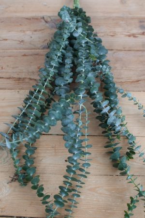 Eukalyptus Baby Blue lang. Perfekt für Greenery Sträuße und Kränze. Trocknet wunderschön ein.
