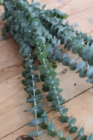 Eukalyptus Baby Blue lang. Perfekt für Greenery Sträuße und Kränze. Trocknet wunderschön ein.