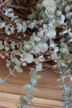 Eukalyptus Baby Blue getrocknet Trockenblumen Naturdeko im Mrs Greenery Shop bestellen