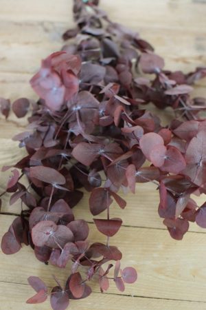 Deko mit Trockenblumen: Eukalyptus espiral eucalyptus konserviert Kranzbinden Deko mit Naturmaterialien