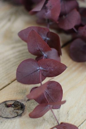 Deko mit Trockenblumen: Eukalyptus espiral eucalyptus konserviert Kranzbinden Deko mit Naturmaterialien