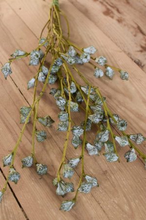 Eukalyptus Früchte Beeren Bund Kreativsein Eucalyptus