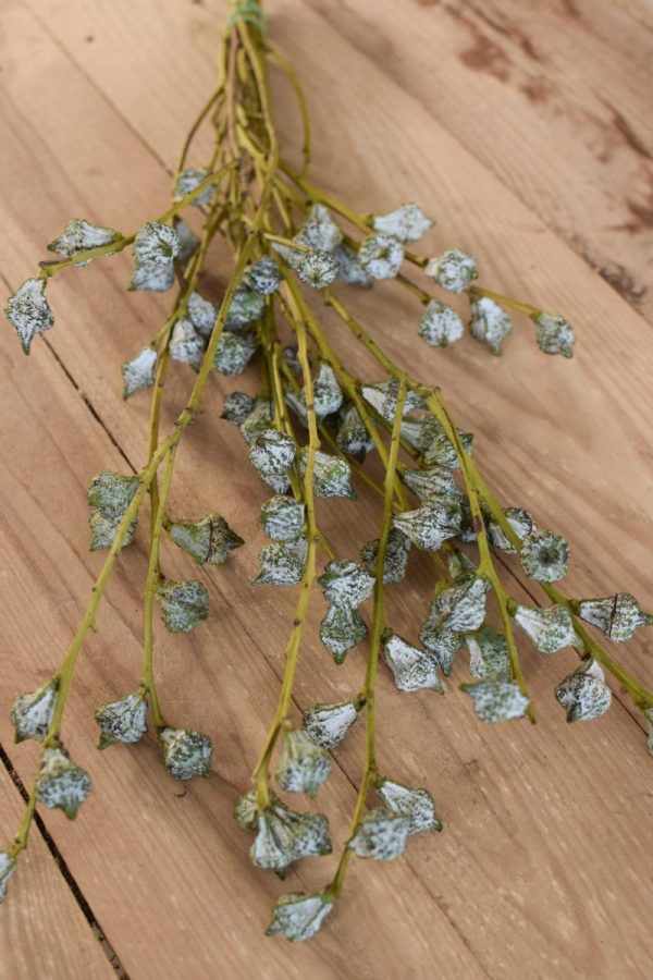 Eukalyptus Früchte Beeren Bund Kreativsein Eucalyptus