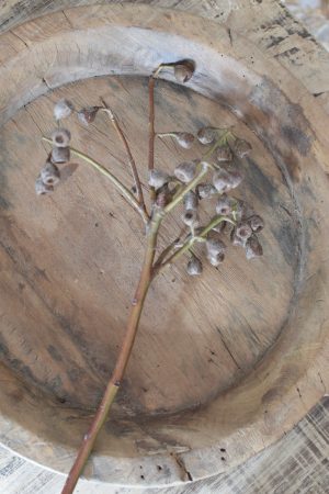 Eukalyptus Früchte klein am Zweig Eucalyptus Naturdeko Deko mit Naturmaterialien im Mrs Greenery Shop bestellen