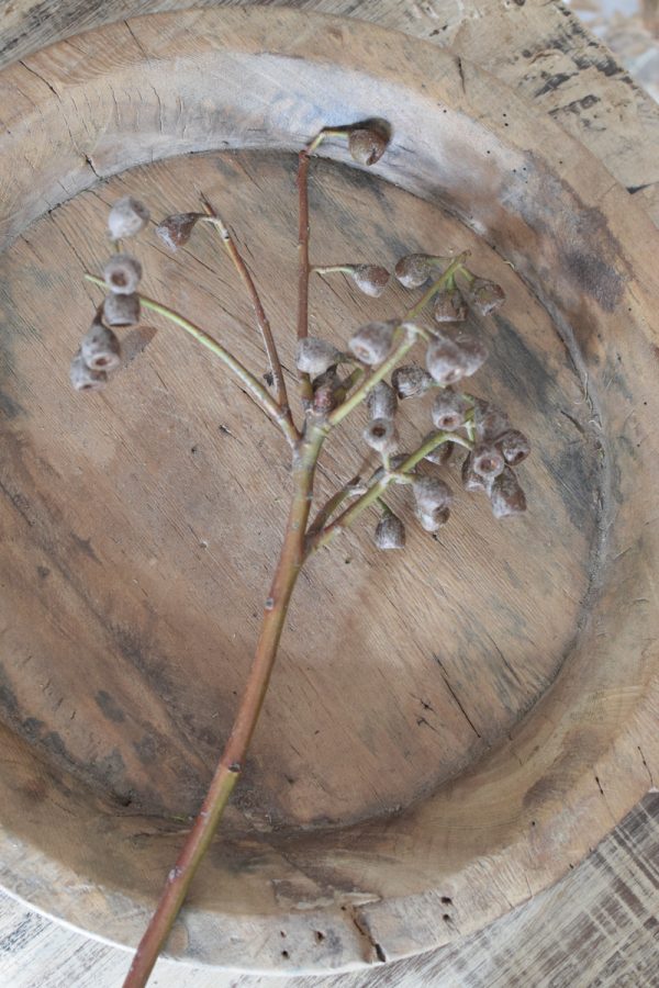 Eukalyptus Früchte klein am Zweig Eucalyptus Naturdeko Deko mit Naturmaterialien im Mrs Greenery Shop bestellen