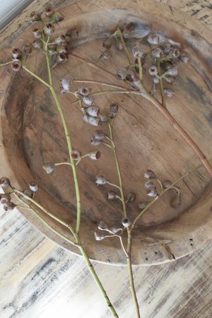 Eukalyptus Früchte klein am Zweig Eucalyptus Naturdeko Deko mit Naturmaterialien im Mrs Greenery Shop bestellen