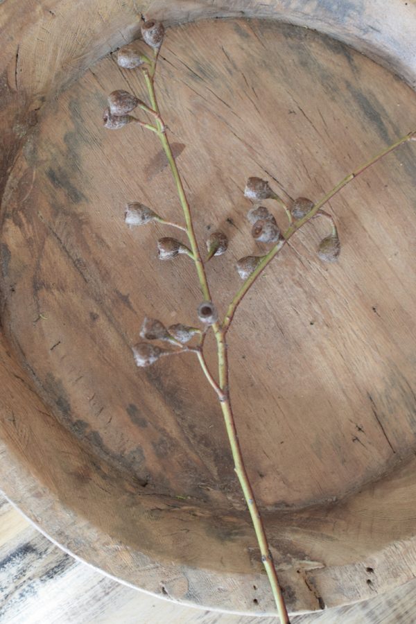 Eukalyptus Früchte klein am Zweig Eucalyptus Naturdeko Deko mit Naturmaterialien im Mrs Greenery Shop bestellen