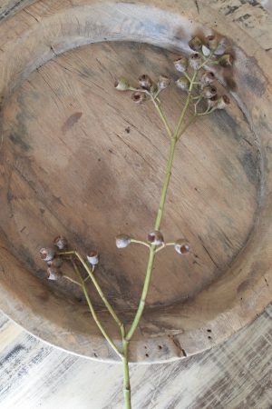 Eukalyptus Früchte klein am Zweig Eucalyptus Naturdeko Deko mit Naturmaterialien im Mrs Greenery Shop bestellen