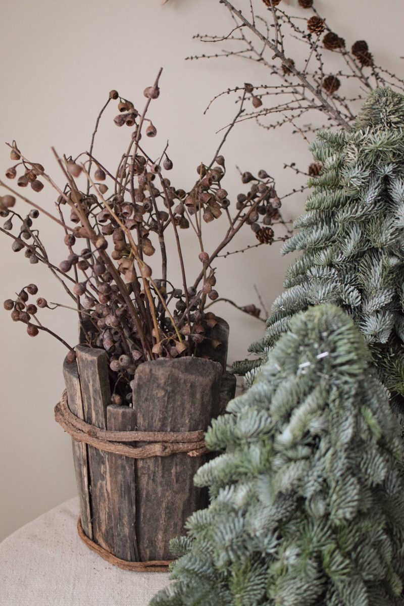 Nobilis-Tannenbaum: 40 cm – Bild 8