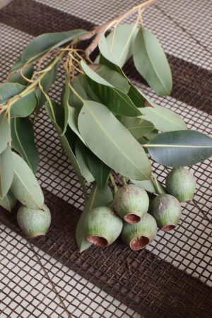 Eukalyptus Zweig mit Fruechten. Eukalyptus Kapseln frisch Naturdeko Dekoidee mit Mrs Greeenery Shop