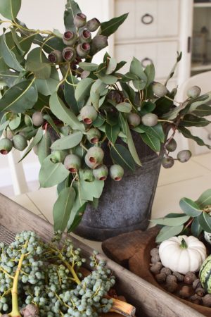 Eukalyptus Zweig mit Fruechten. Eukalyptus Kapseln frisch Naturdeko Dekoidee mit Mrs Greeenery Shop