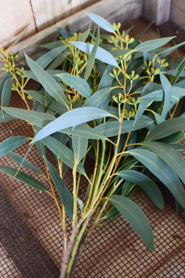 Eukalyptus Eucalyptus grün langblättrig mit Früchten frisch jetzt im Mrs Greenery Shop bestellen