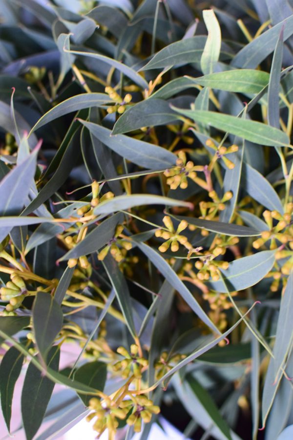 Eukalyptus Eucalyptus grün langblättrig mit Früchten frisch jetzt im Mrs Greenery Shop bestellen