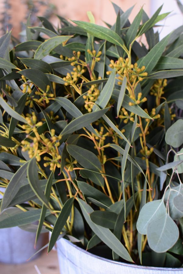 Eukalyptus Eucalyptus grün langblättrig mit Früchten frisch jetzt im Mrs Greenery Shop bestellen