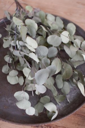 Eukalytus Popolus getrocknet Trockenblumen im Mrs Greenery Shop bestellen Naturdeko Deko mit Naturmaterialien