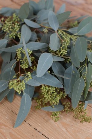 Eukalyptus Populus mit Früchten: 1 Bund