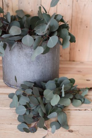 Eukalyptus Populus. Perfekt für Greenery Sträuße und Kränze. Trocknet wunderschön ein.