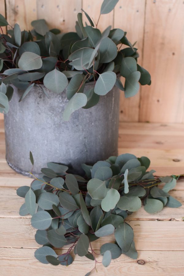 Eukalyptus Populus. Perfekt für Greenery Sträuße und Kränze. Trocknet wunderschön ein.