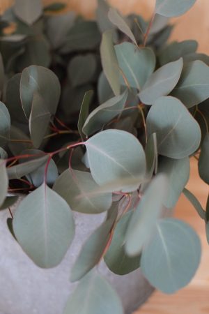 Eukalyptus Populus. Perfekt für Greenery Sträuße und Kränze. Trocknet wunderschön ein.