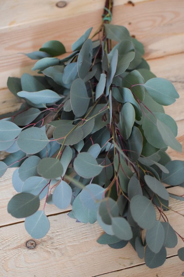 Eukalyptus Populus. Perfekt für Greenery Sträuße und Kränze. Trocknet wunderschön ein.