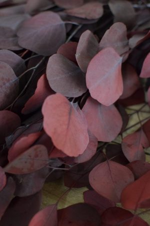 Deko mit Trockenblumen: Eukalyptus populus eucalyptus konserviert Kranzbinden Deko mit Naturmaterialien