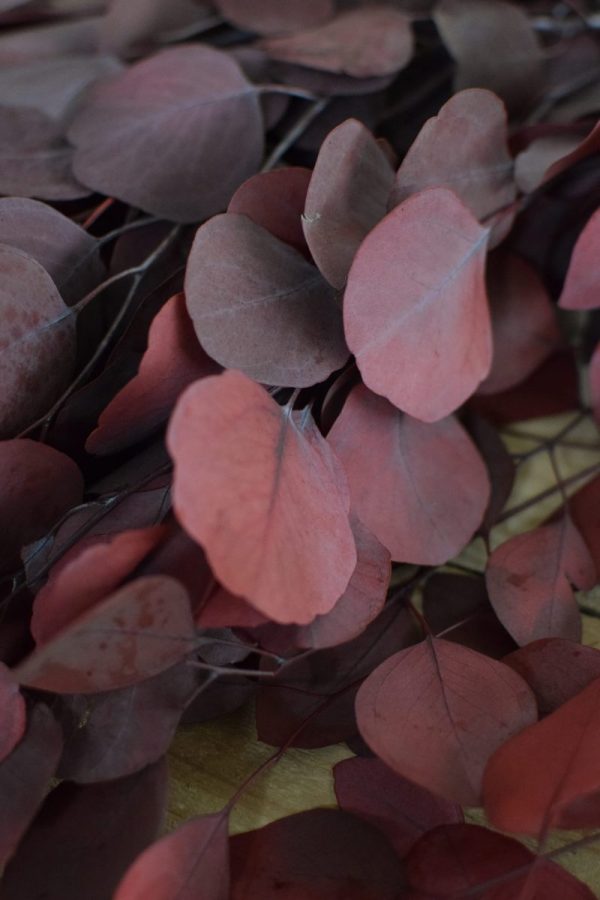 Deko mit Trockenblumen: Eukalyptus populus eucalyptus konserviert Kranzbinden Deko mit Naturmaterialien