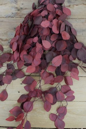 Deko mit Trockenblumen: Eukalyptus populus eucalyptus konserviert Kranzbinden Deko mit Naturmaterialien