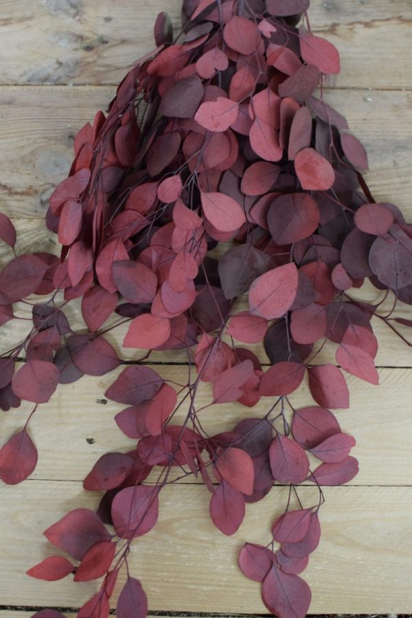 Deko mit Trockenblumen: Eukalyptus populus eucalyptus konserviert Kranzbinden Deko mit Naturmaterialien