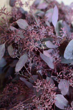 Eukalyptus Eucalyptus Populus rot mit Früchten frisch jetzt im Mrs Greenery Shop bestellen