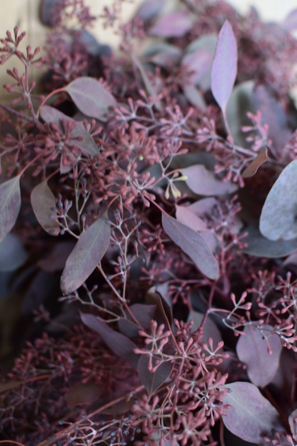 Eukalyptus Eucalyptus Populus rot mit Früchten frisch jetzt im Mrs Greenery Shop bestellen