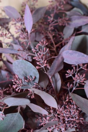 Eukalyptus Eucalyptus Populus rot mit Früchten frisch jetzt im Mrs Greenery Shop bestellen